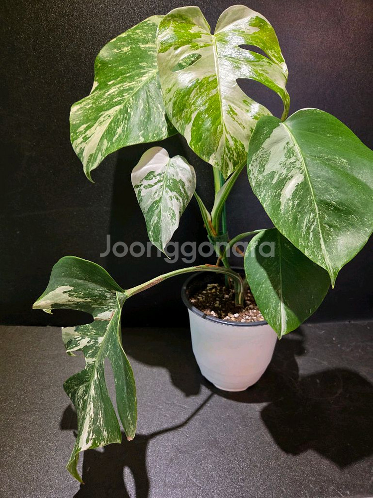 몬스테라알보 산반무늬 6장--0