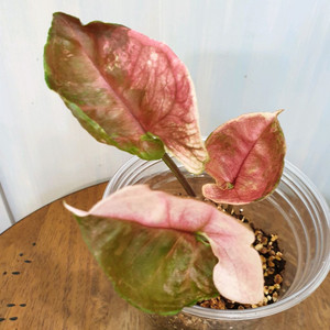 싱고니움 핑크쥬얼리 스트로베리아이스 바리에가타#잎8cm