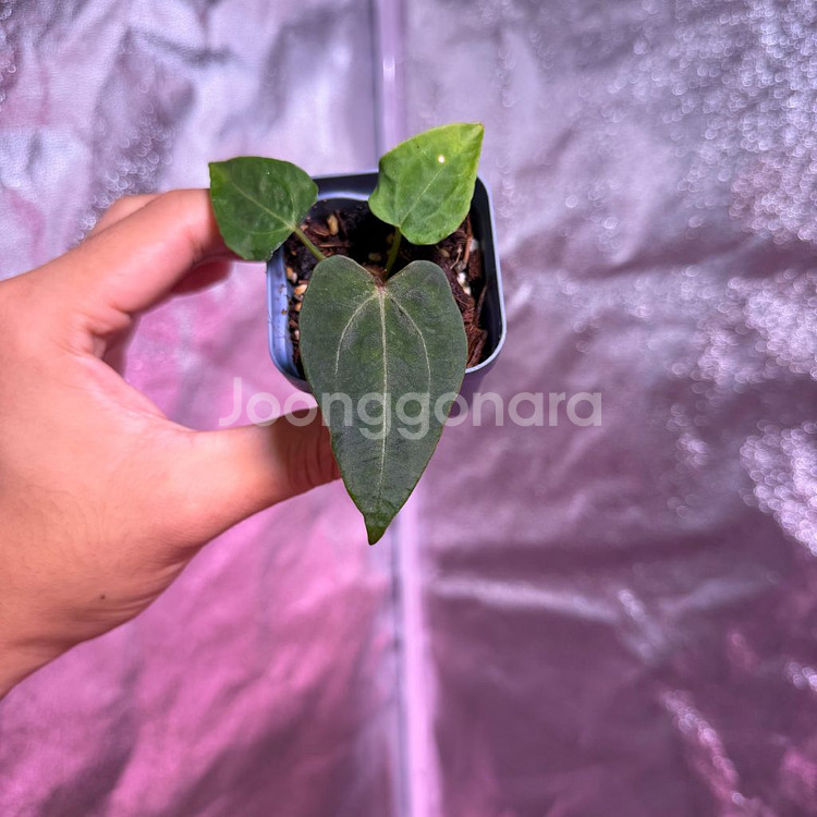 레드스파이더 뮤테이션--0