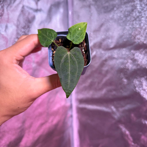 레드스파이더 뮤테이션