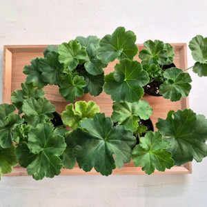 제라늄 분양 4종 택포