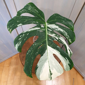 몬스테라 보르시지아나 알보 바리에가타 #잎34cm