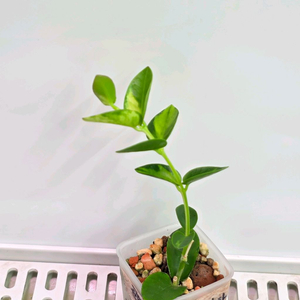 호야 쿤밍기아나 바리에가타