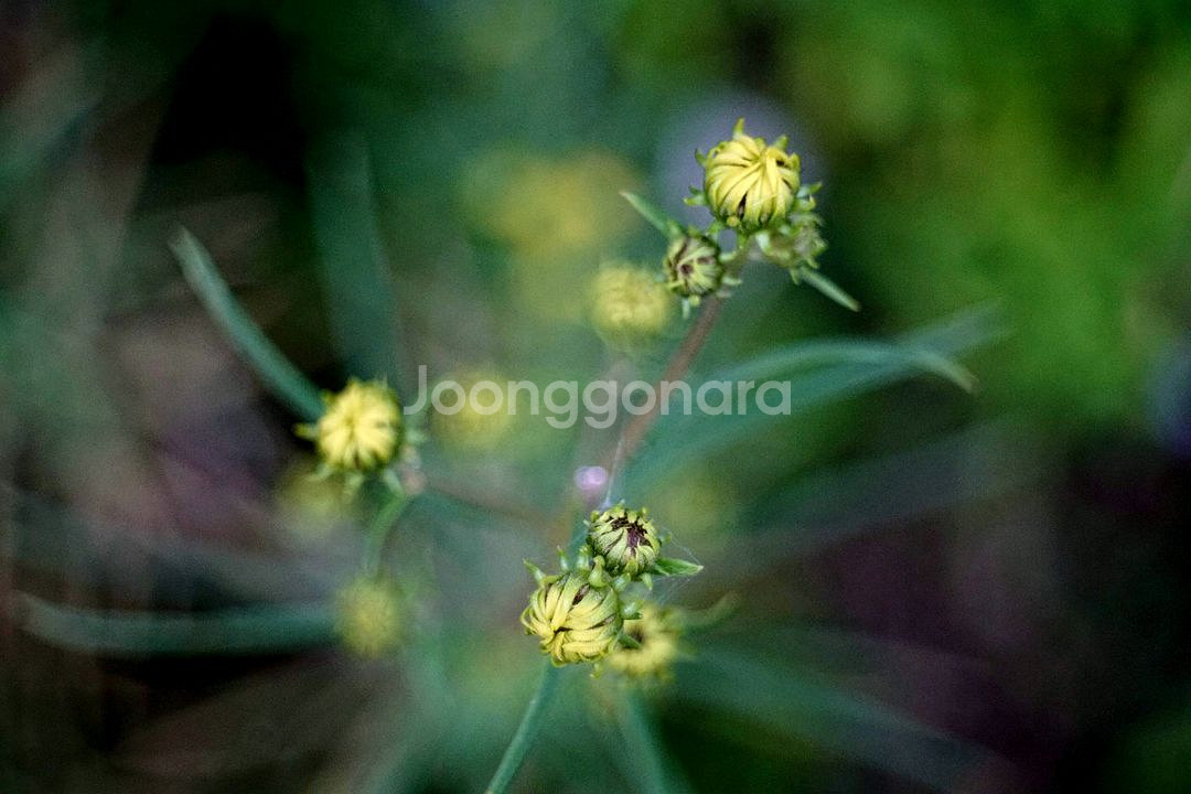 staeble-kata 45mm f2.8 m42 개조--7