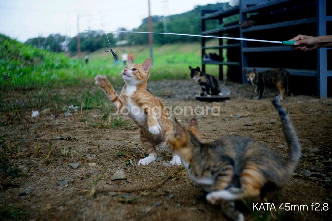 staeble-kata 45mm f2.8 m42 개조--6