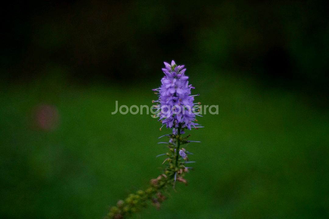 staeble-kata 45mm f2.8 m42 개조--9