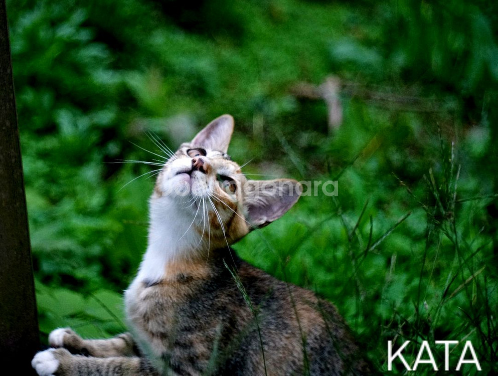 staeble-kata 45mm f2.8 m42 개조--8