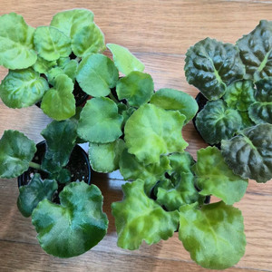 러시아 미니바이올렛 5종