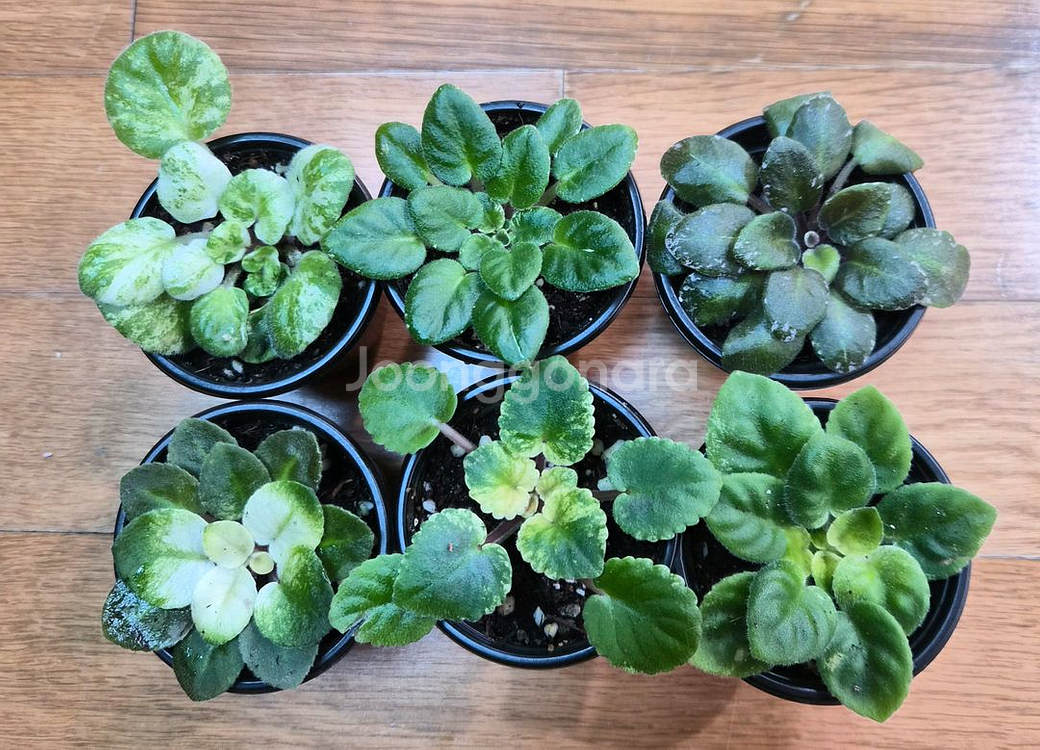 무늬종 미니바이올렛 6종--0