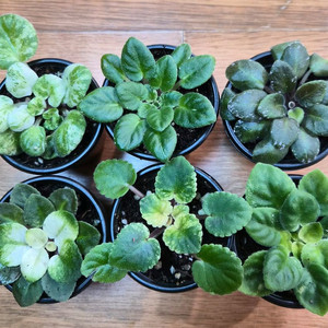 무늬종 미니바이올렛 6종