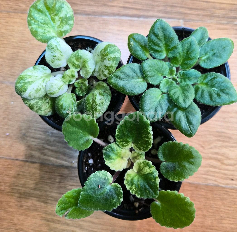 무늬종 미니바이올렛 6종--1