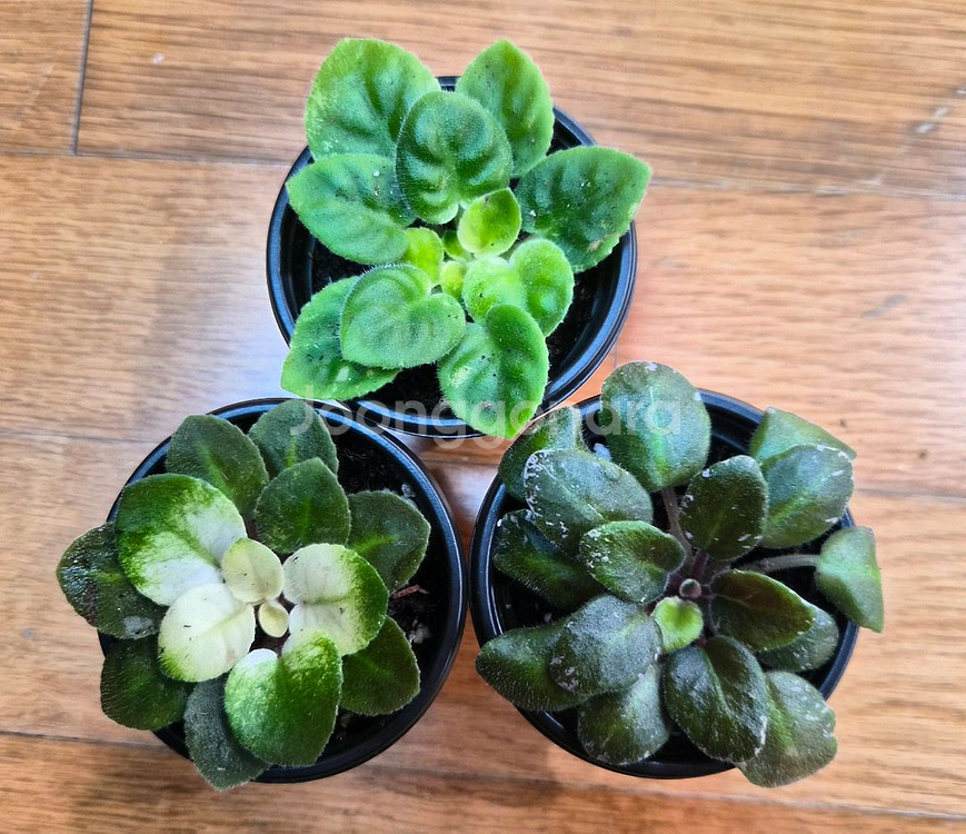 무늬종 미니바이올렛 6종--2