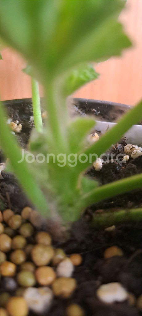 제라늄 3종 분양 합니다--6