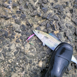 삼치 광어 우럭 메탈지그 개당 900원