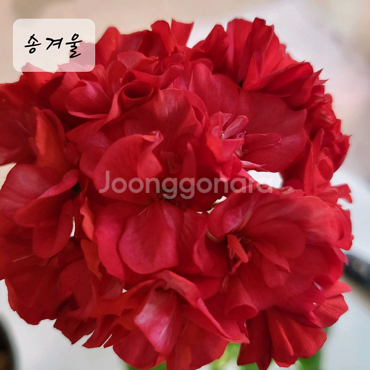 송겨울 제라늄--0