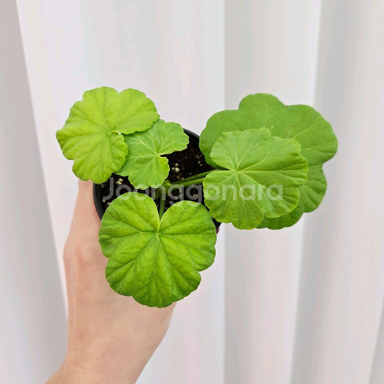 송겨울 제라늄--1