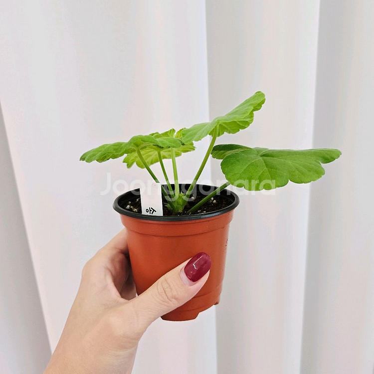 송겨울 제라늄--2