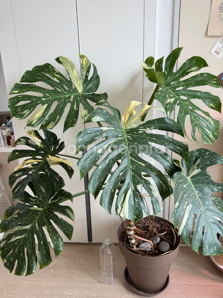 무늬몬스테라 대품--0