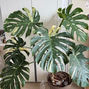 무늬몬스테라 대품
