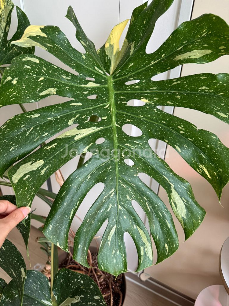 무늬몬스테라 대품--5