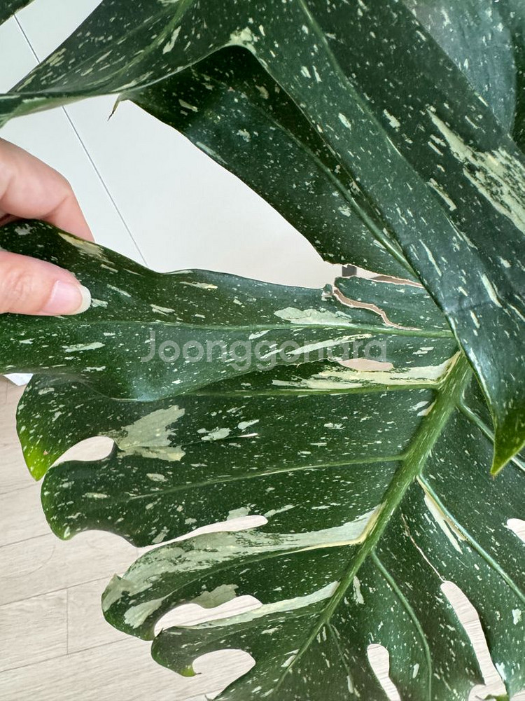 무늬몬스테라 대품--7
