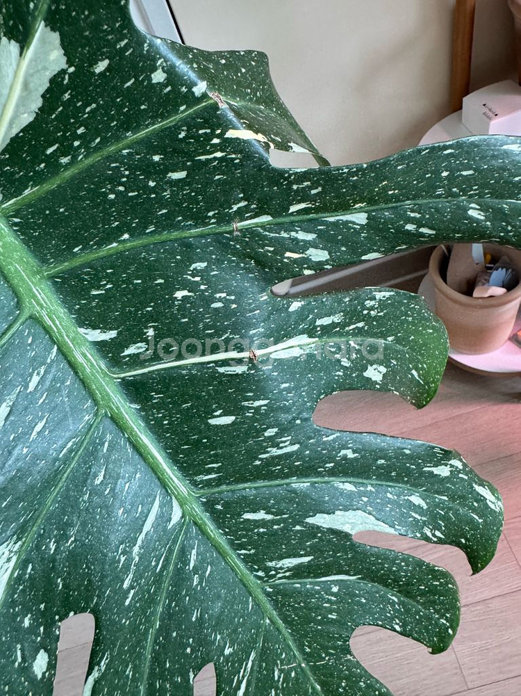 무늬몬스테라 대품--6