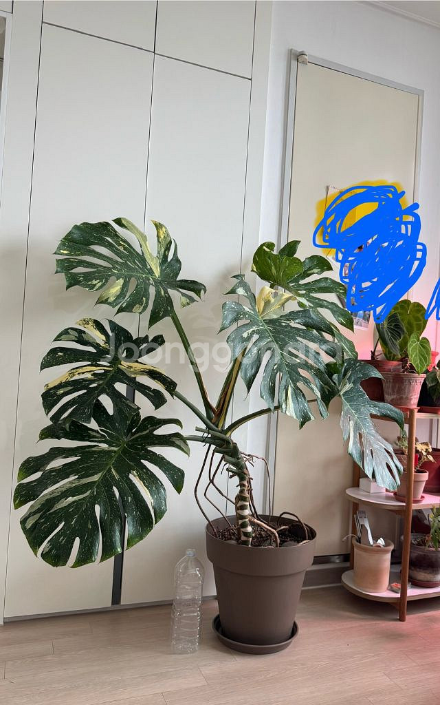 무늬몬스테라 대품--3