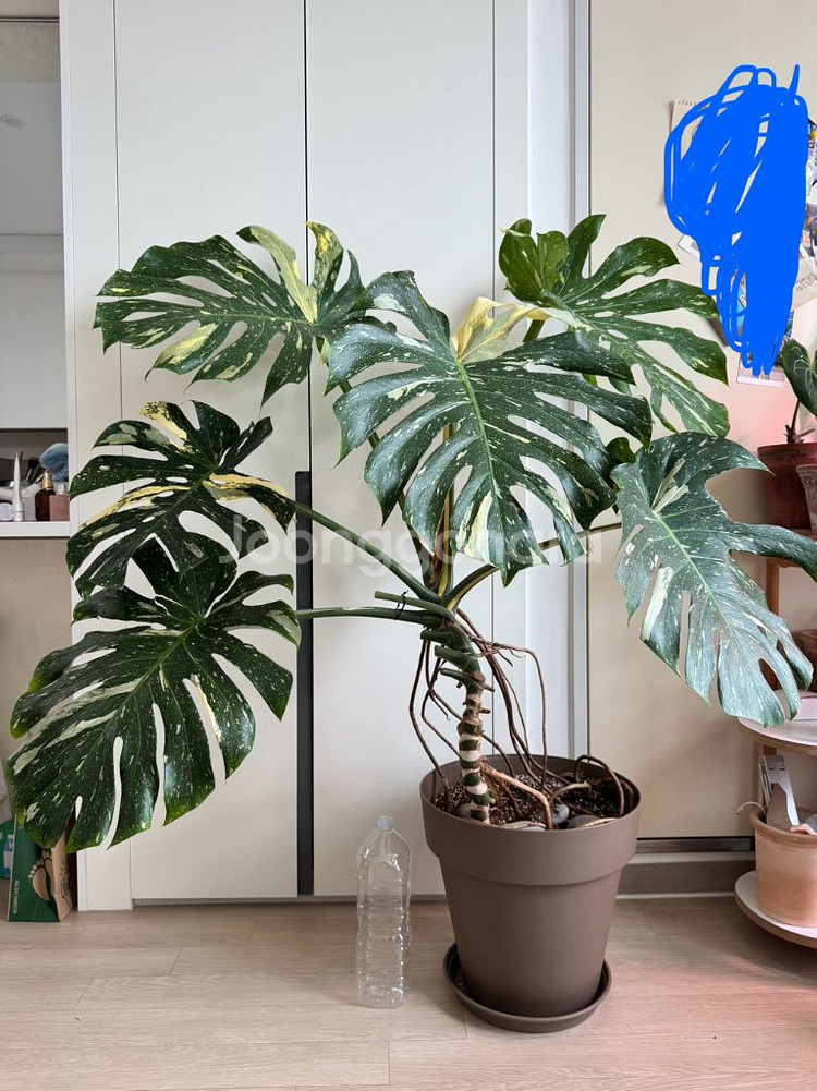 무늬몬스테라 대품--1