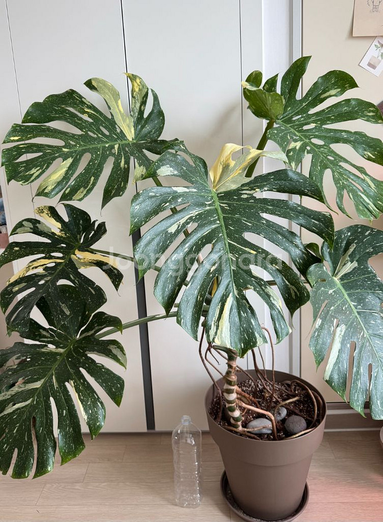 무늬몬스테라 대품--2