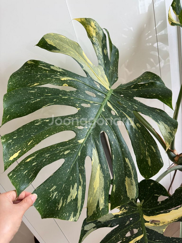 무늬몬스테라 대품--4