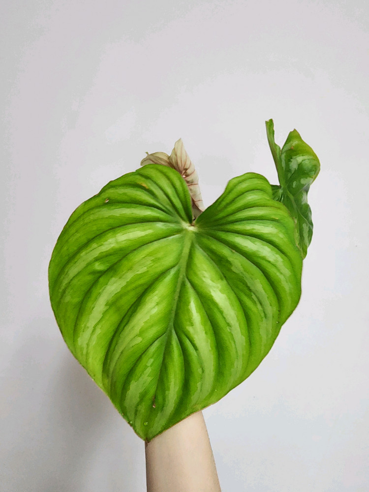 필로덴드론 블랙페이스 플로우마니--2