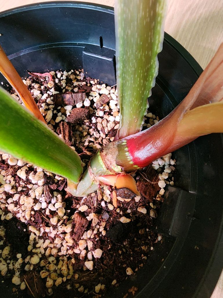 필로덴드론 블랙페이스 플로우마니--3