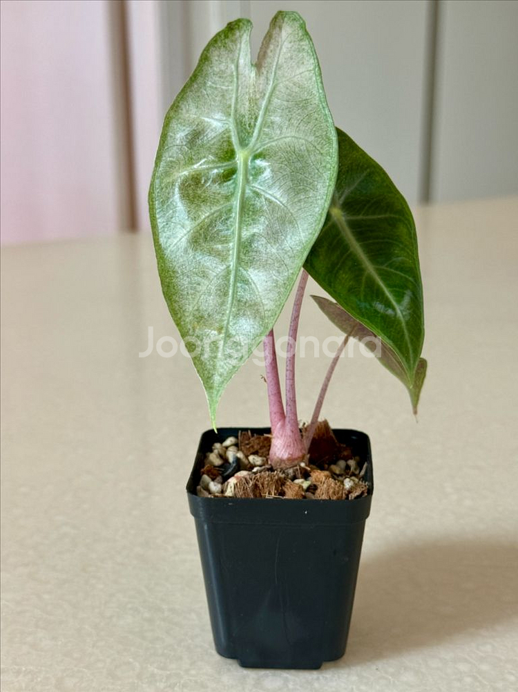 알로카시아 핑크드레곤 실버 바리에가타--0