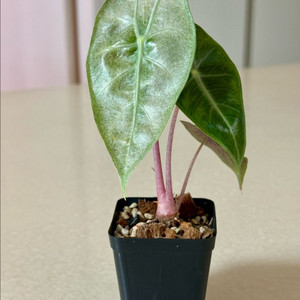 알로카시아 핑크드레곤 실버 바리에가타