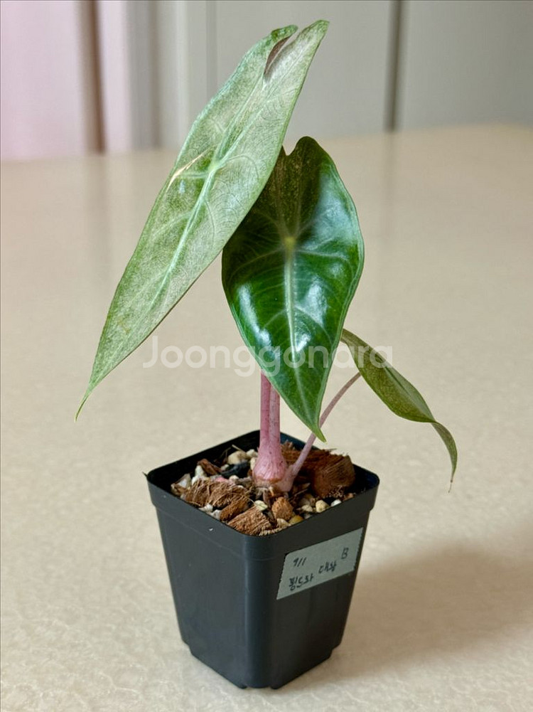 알로카시아 핑크드레곤 실버 바리에가타--1