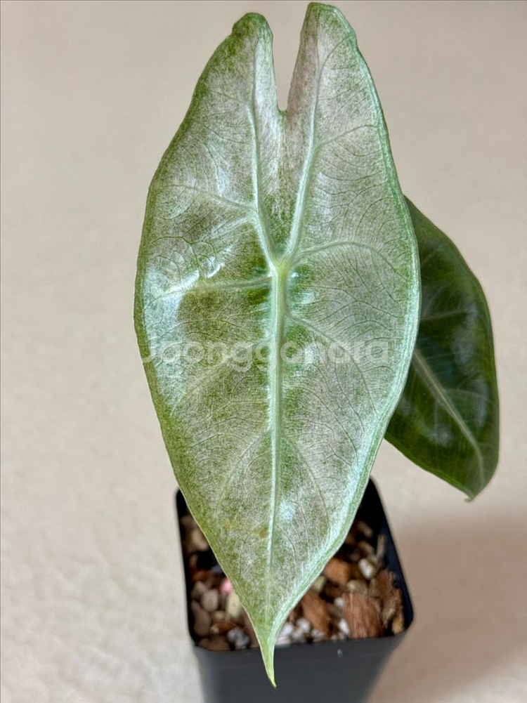 알로카시아 핑크드레곤 실버 바리에가타--4