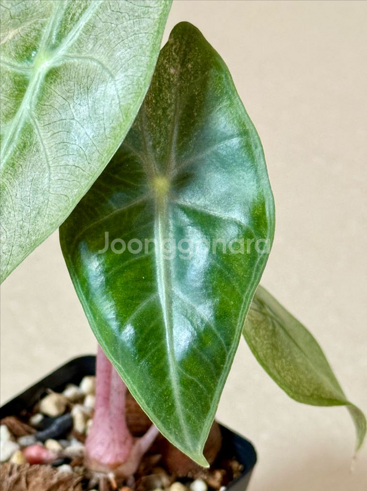 알로카시아 핑크드레곤 실버 바리에가타--2