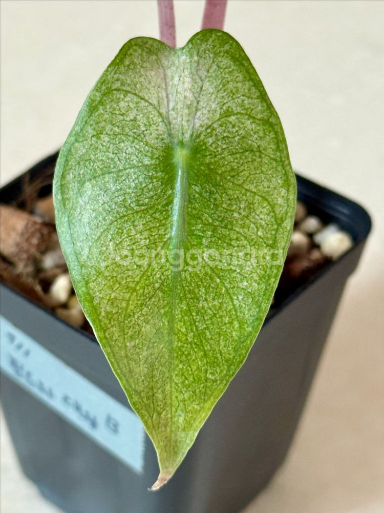 알로카시아 핑크드레곤 실버 바리에가타--3