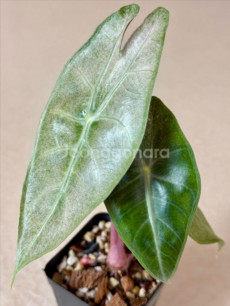 알로카시아 핑크드레곤 실버 바리에가타--6