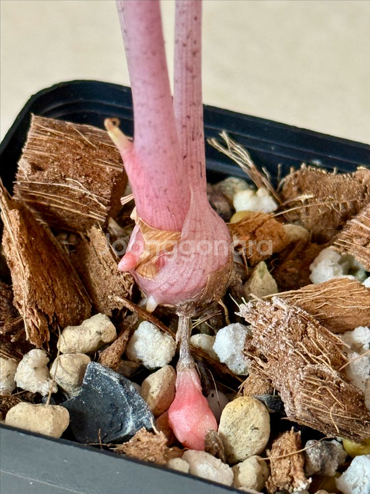 알로카시아 핑크드레곤 실버 바리에가타--5