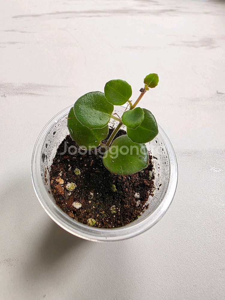 데보시아나 코도난테 파울라--0