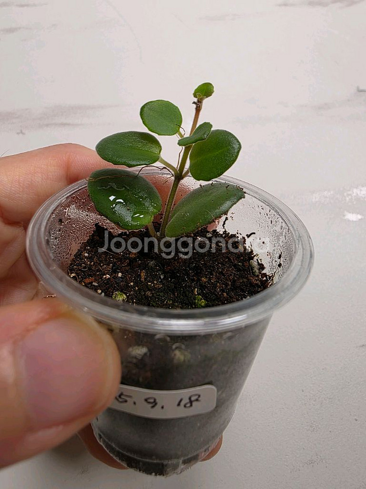 데보시아나 코도난테 파울라--1