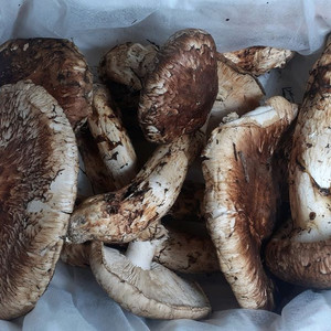 자연산 송이버섯 이미지