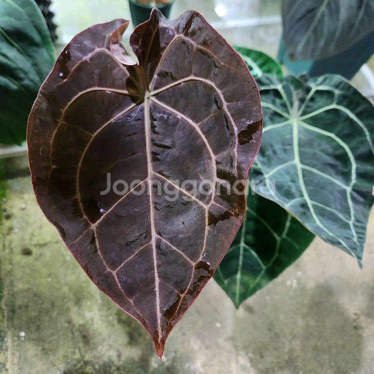 안스리움 레크 포게티 다크폼--0