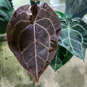 안스리움 레크 포게티 다크폼