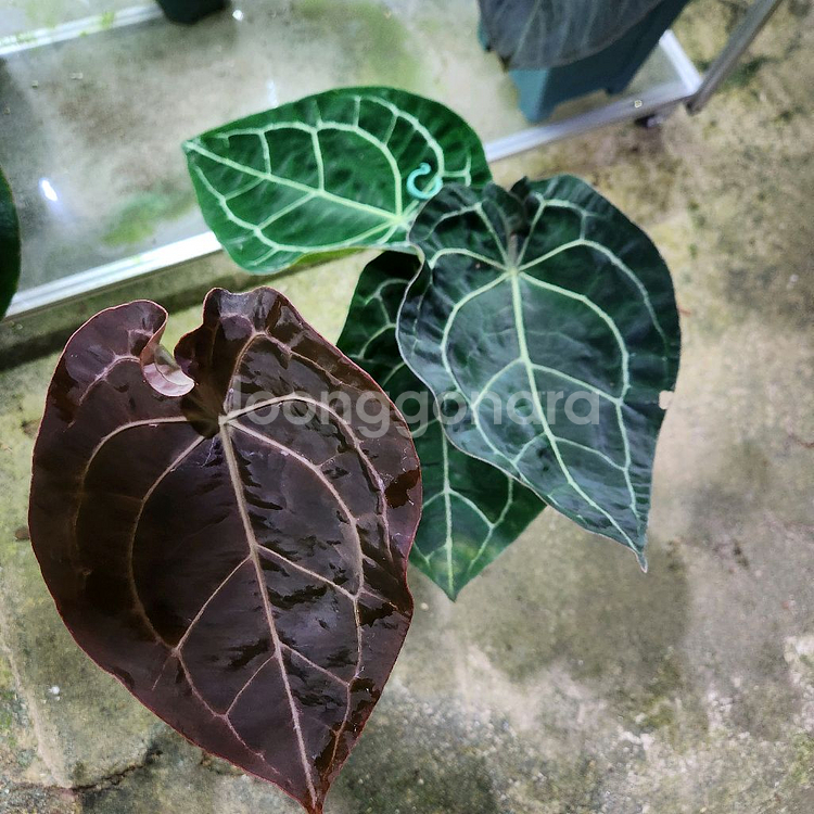 안스리움 레크 포게티 다크폼--1