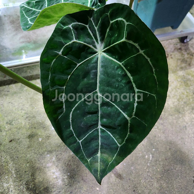 안스리움 레크 포게티 다크폼--4