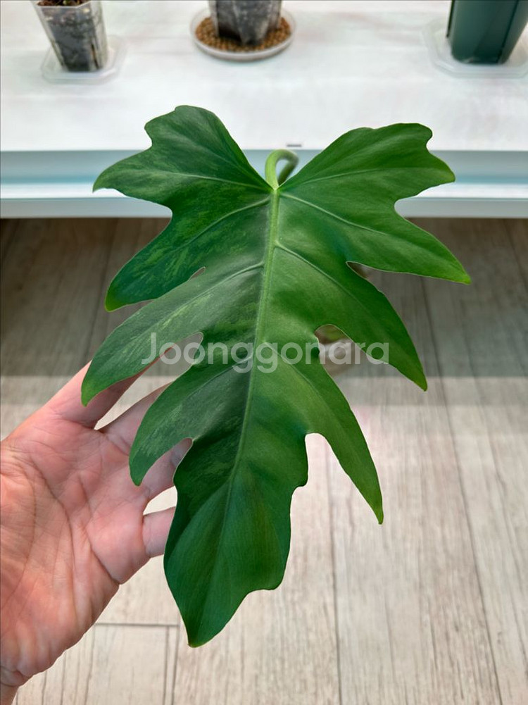 파격가격) 필로덴드론 라디아튬 바리에가타 미들--0