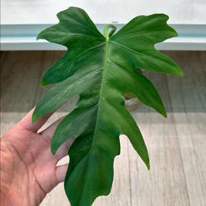 파격가격) 필로덴드론 라디아튬 바리에가타 미들