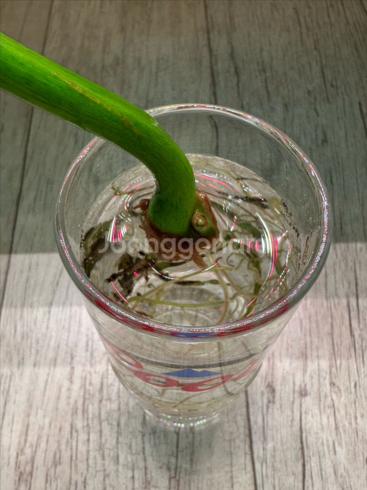 파격가격) 필로덴드론 라디아튬 바리에가타 미들--1